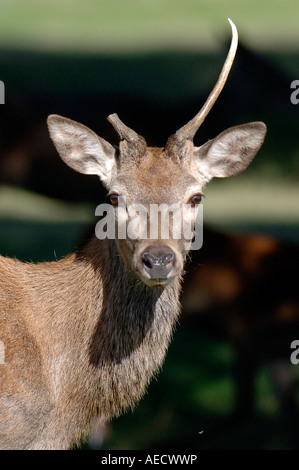 A young Red deer stag with one horn after a fight Stock Photo
