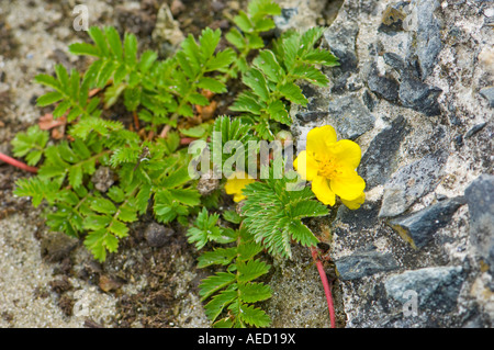 Tormentil flower (Potentilla tormentilla), Fair isle, Shetland, UK Stock Photo