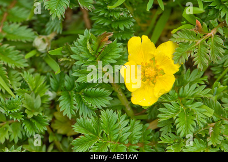 Tormentil flower (Potentilla tormentilla), Fair isle, Shetland, UK Stock Photo