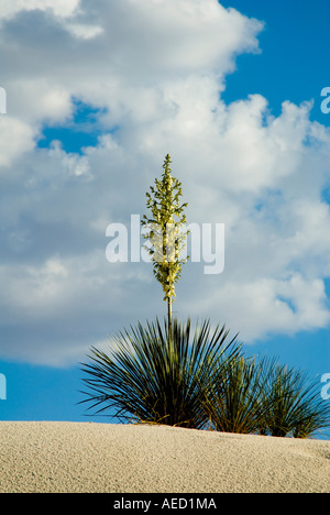 Adams Needle Weak leaf Yucca plant in White Sands National Monument in New Mexico Stock Photo