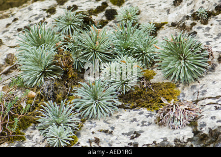 Saxifraga longifolia endemic Pyrenees plant, Ordesa NP, Aragon, Spain Stock Photo