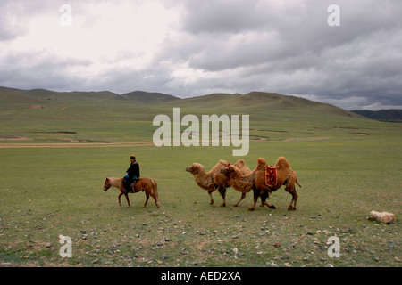 Nomad with two-humped Bactrian camels in Terelj National Park, Mongolia. Stock Photo