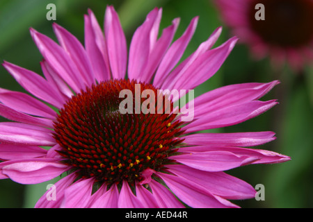 Echinacea purpurea dark-stemmed Stock Photo