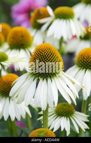 Echinacea White Swan Stock Photo