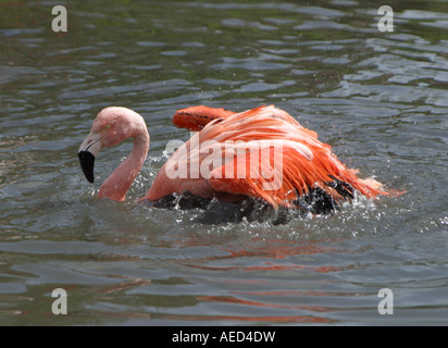 Caribbean flamingo washing Stock Photo