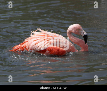 Caribbean flamingo washing Stock Photo