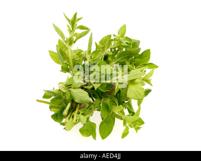 A Sprig Or Bunch Of Fresh Aromatic Oregano Cooking Herbs Against A White Background With Copy Space A Clipping Path And No People Stock Photo