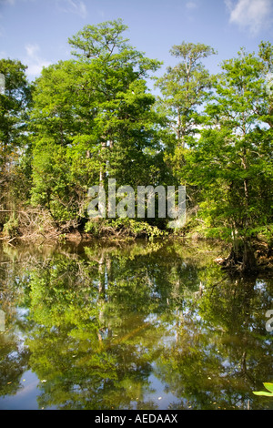 swamp cypress forest near Naples Florida USA Stock Photo