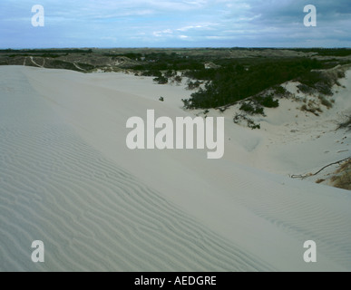Barchan type sand dune, Råbjerg Mile, Vendsyssel, north Jylland (Jutland), Denmark. Stock Photo