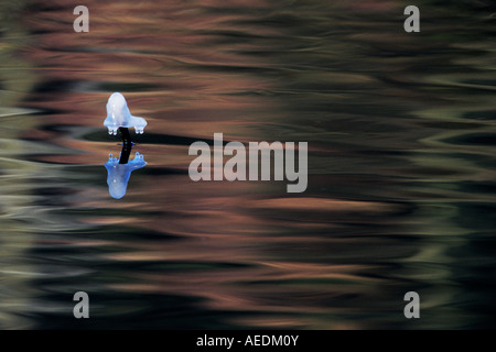 Icicle on reed in wintertime at the pond in Franconia, Bavaria / Germany Stock Photo