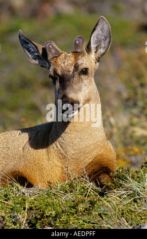 Southern Andean Huemul resting on hillside Stock Photo