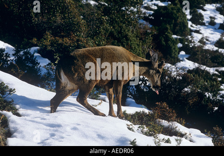 Male Southern Andean Huemul on snow covered hillside with tongue out Stock Photo