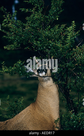 Southern Andean Huemul scent marking small tree with glands on nose Stock Photo