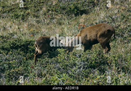 Southern Andean Huemul female and foal Stock Photo