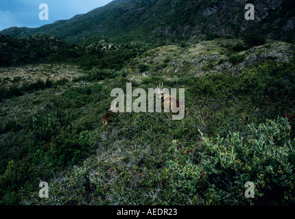 Adult Male and Female Southern Andean Huemul on hillside Stock Photo