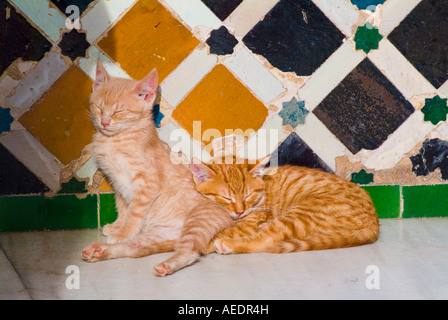 Resident kittens of the Alhambra sleeping in the sunshine on the Patio de los Arrayanes Granada Spain Stock Photo