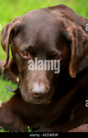 Brown Labrador dog, Chocolate Labrador Stock Photo