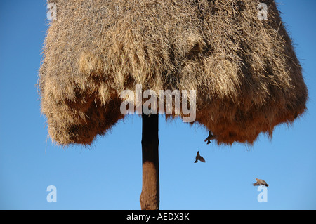 Sociable weaver, Philetairus socius socius, nest on telephone pole, Northern Cape, South Africa Stock Photo