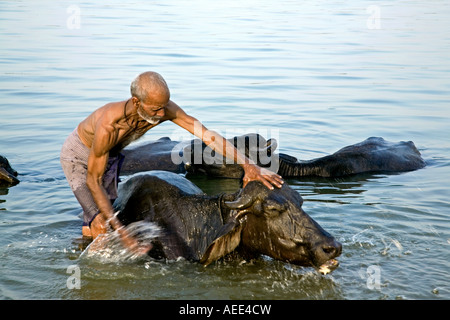 Man bathing his buffaloes. Ganges river. Varanasi. India Stock Photo