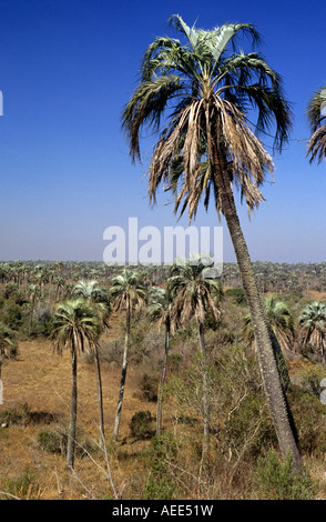 A view of Yatay Palm trees stand in El Palmar National Park, Entre Rios, Argentina Stock Photo