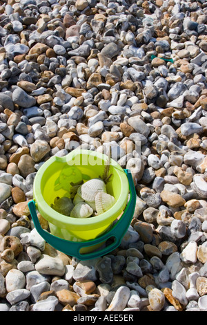 Fossils collected on the beach at Bracklesham Bay West Sussex Stock Photo