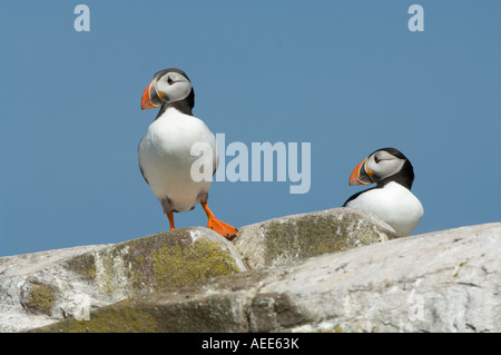 Puffins (Fratercula arctica) adult in breeding plumage standing on the sea cliff Farne Islands Northumberland Coast England UK Stock Photo