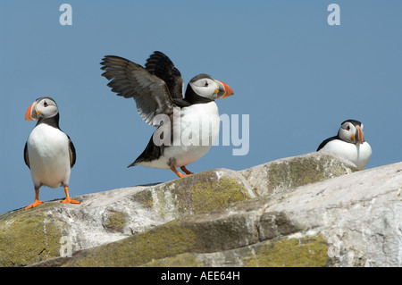 Puffin Fratercula arctica on the sea cliff Farne Islands Northumberland Coast England UK June Stock Photo