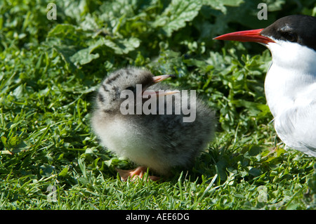 Arctic Tern (Sterna paradisea) chick begging for food Farne Islands Northumberland England June Stock Photo