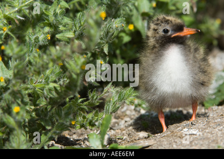 Arctic Tern (Sterna paradisea) chick standing among vegitation Farne Islands Northumberland England June Stock Photo