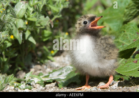 Arctic Tern (Sterna paradisea) chick calling Farne Islands Northumberland England June Stock Photo