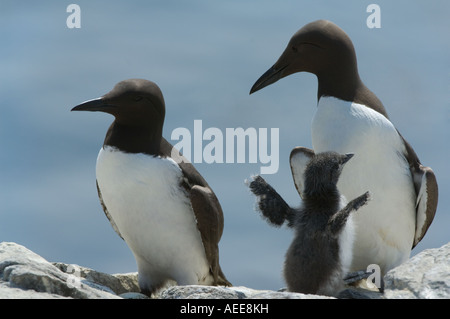 Guillemot (Uria aalge) family group standing on the top of the cliff Farne Islands Northumberland Coast England UK June Stock Photo