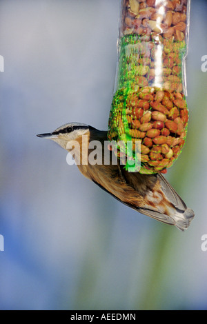 Nuthatch (Sitta europaea) feeding on bird feeder in wintertime Stock Photo