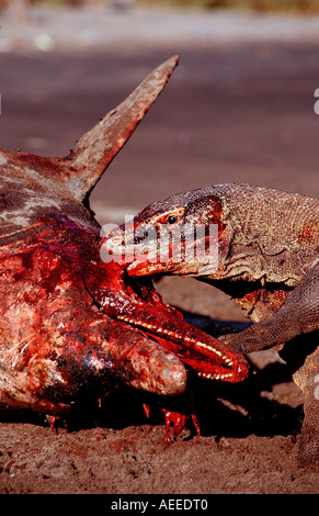 Komodo dragons eating dead dolphin Varanus komodoensis Rinca Komodo National Park Indonesia Stock Photo