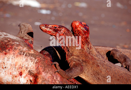Komodo dragons eating dead dolphin Varanus komodoensis Rinca Komodo National Park Indonesia Stock Photo