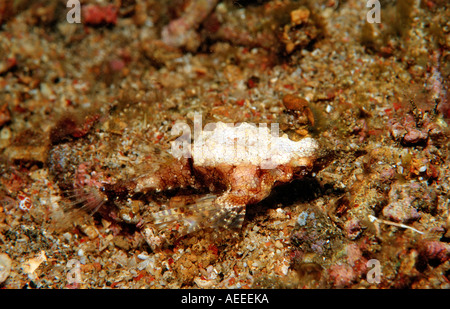 Dragonfish Eurypegasus draconis Komodo National Park Indian Ocean Indonesia Stock Photo