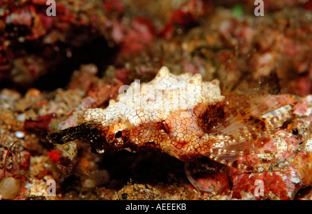 Dragonfish Eurypegasus draconis Komodo National Park Indian Ocean Indonesia Stock Photo