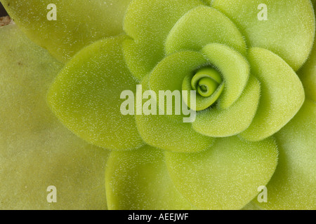 Butterwort Pinguicula species probably Mexican Stock Photo