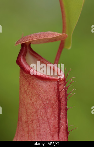 Asian pitcher plant Nepenthes alata Fully developed pitcher Stock Photo