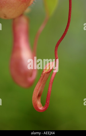 Winged pitcher plant Nepenthes alata Philippines Pitcher in early stage of development Stock Photo