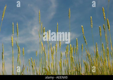 Seed heads Sportina or Cord grass against blue sky England UK Stock Photo