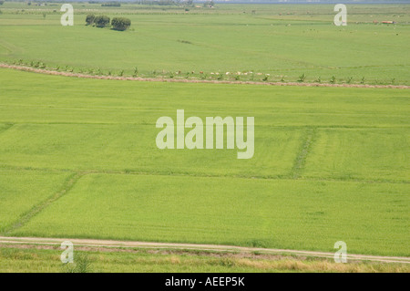 Large rice fields dot the landscape around Tubarao Santa Catarina ...