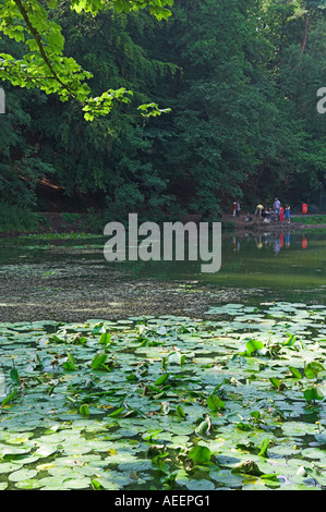 Secluded tree lined pond with water lilies Family Abbots Pond 
