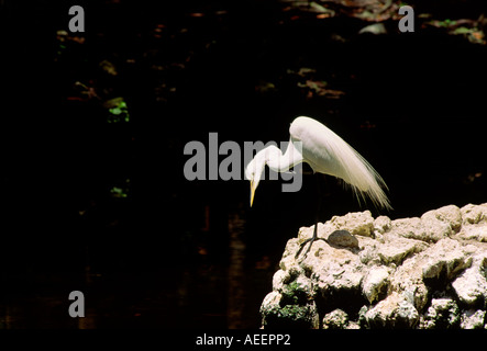 Snowy Egret, Egretta thula, bird common on coast of Gulf of Mexico in Florida Alabama Mississippi Lousiana USA Stock Photo