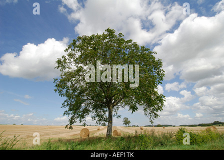 Walnut tree on farmland, sud-Touraine, France. Stock Photo