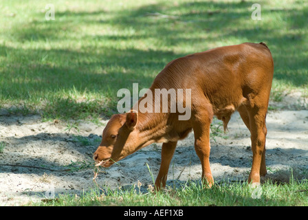 calf cattle young cow farming ranch Florida Cracker cow Stock Photo