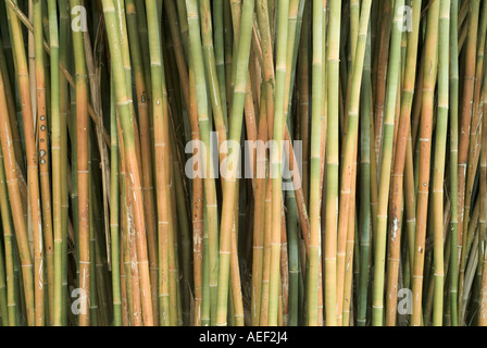 bamboo cluster dense thick growth wong chuk bamboo weaver s bamboo Bambusa  textilis Stock Photo - Alamy