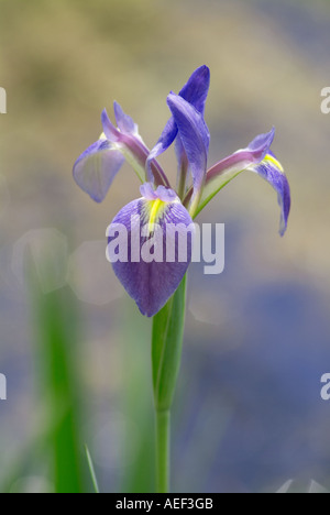 Southern blue flag Iris virginica purple Iris flowering Stock Photo