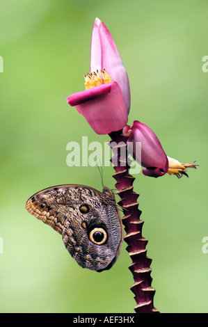 A Stunning Owl Butterfly (caligo teucer) resting on a pink flower stem. Stock Photo