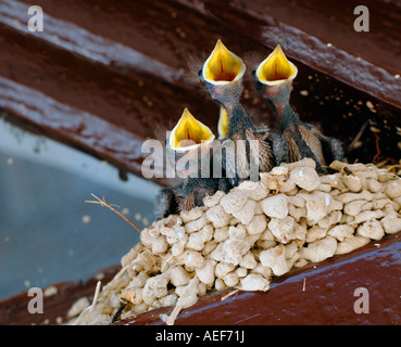 Small baby birds in a nest chirping to be fed with gaping beaks Stock Photo