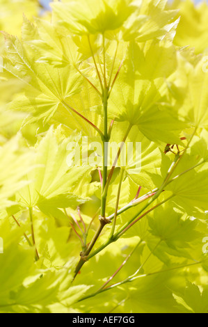 Acer shirasawanum Aureum Stock Photo